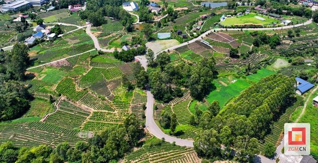 春天就要上茶山！来荣县，饮一口最早的春日鲜醇
