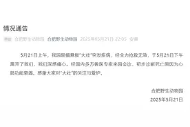 网红方脸猴“大壮”，突发疾病死亡图片