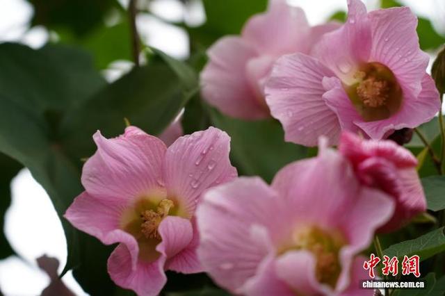 成都天府芙蓉园花开满园：吸引市民游客簇拥赏花拍照