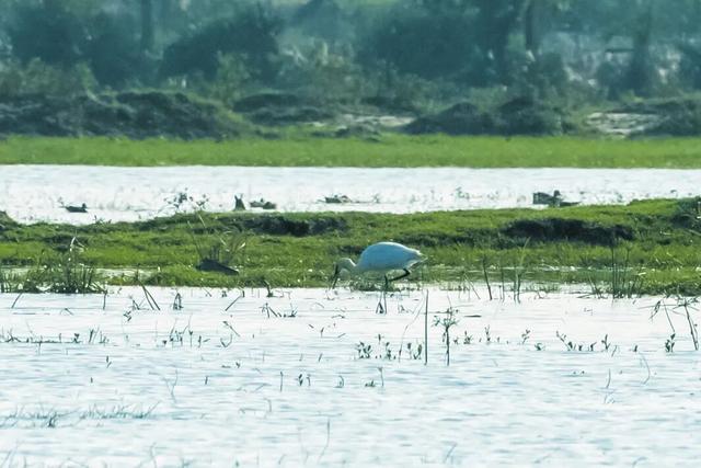 暖冬“追鸟”去！在海口美兰，邂逅灵动之美~
