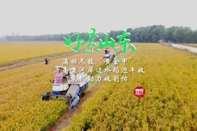 果然视频·好景山东|济南黄河岸边水稻迎丰收，满田尽披黄金甲！图片
