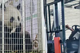 欢迎回家！旅马大熊猫“福娃”和“凤仪”启程回国图片