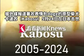 知名Doge表情包原型柴犬去世 享年18岁图片