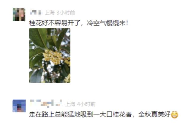 最新资讯-留意！上海冷空气顿时到！陌头这一幕市民直呼惊奇(5)