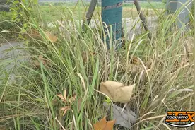 市民反映：这里两条道路交会处杂草丛生  影响市容市貌！图片