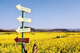 春天里的“调色盘”图片