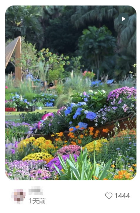 就在明天！深圳又一花展来了