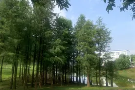 为绿美松山湖注入“新动能”！滨湖路南部景观再提升图片