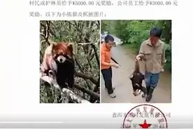 小熊猫出逃3个月！云南一景区悬赏5千元寻找，结果它自己回来了图片