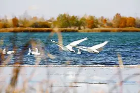 从“沙害荒漠”到“沙海绿洲”图片