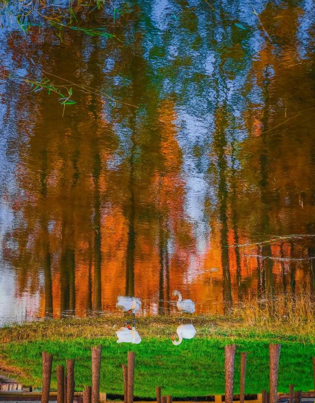 郑州初冬的浪漫，是「水杉」给的~~~