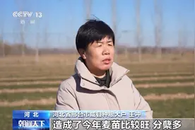 暖冬天气如何管理越冬小麦？专家：需要分类应对图片