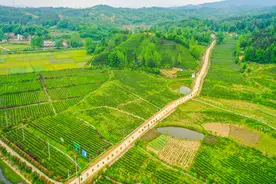 “两山”理念在河南｜光山县 一片茶叶绿了山川富万家图片