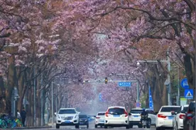 2024北京亦庄·泡桐花节启幕邀市民赏花打卡图片