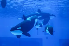 喜迎蛇年，横琴长隆飞船乐园推出“文旅大餐”图片