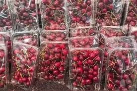 车厘子频上热搜！吃多了会中毒？咬破核后果严重？20多天运输不坏靠打药保鲜？速看→图片