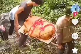 太公你在哪！翻山越岭硬核祭祖，清明是属于华南F3的“铁人三项”图片