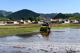 河北迁西：水稻插秧忙图片