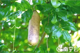 南宁人注意！人民公园这种吊在树上的瓜，不能吃！图片