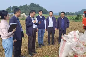 亩产207.34公斤！四川遂宁创全国大豆玉米带状复合种植高产新纪录图片