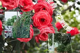 武昌江滩变身“花漾走廊”！花海盛景邀您来打卡图片