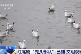 观鸥季到来！央视关注红嘴鸥“先头部队”已到昆明图片