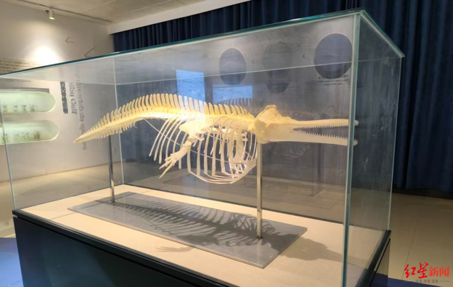 广西钦州三娘湾 “出海观豚” 乱象：十余艘船围堵，小海豚遭追后死亡，有船长称看不到退票，怕亏钱不停追