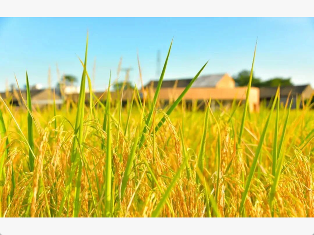 沿着高速去旅行丨循着稻香享受环城高速的风吹麦浪