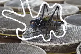 乡野寻宝记 | 蝈蝈虽小，却能鸣响致富大道图片