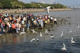 深圳湾部分海域禁渔期拟再延五年图片