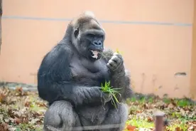 上海动物园知名银背大猩猩“丹戈”突发疾病，经抢救无效死亡图片