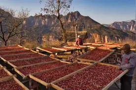 小山村大产业 山楂种植种出“网红”村图片