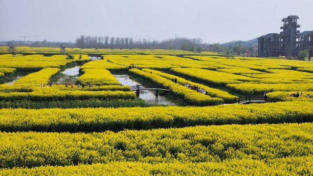 江苏泰州：兴化垛田油菜花绽放 尽显春日生机