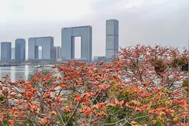 The "heroic flowers" in Guangzhou are in full bloom图片