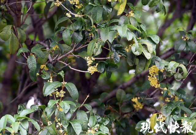 玄武湖2025秋花秋实展9月30日启幕，2万株向日葵邀您共赴“斑斓之约”