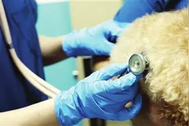 谁赚走了宠物医疗的钱：“铲屎官”喊贵，宠物医院哭穷图片