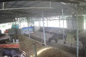 广西一6岁男孩在自家牛棚玩耍被公牛顶撞，村委会：孩子已不幸去世图片