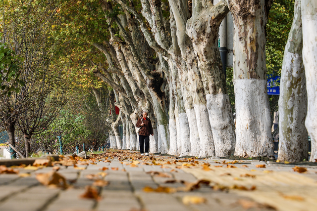 落叶缓扫，留住荆州别样秋色
