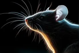 18岁女生被老鼠咬后反咬一口？医生也懵了图片