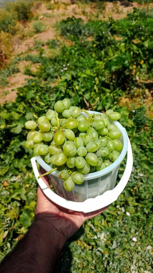 新疆入门级赏秋地，好吃得太讲究了