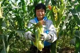 镇赉：“小庭院”变成“大产业”！黏玉米助力致富梦！图片