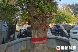 潍坊古树名木 | 350岁银杏披“金甲” 枝繁叶茂展风姿图片