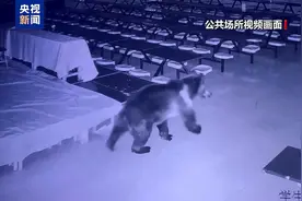 “熊出没”偷吃+搞破坏 “物理+AI”防熊技能放大招图片