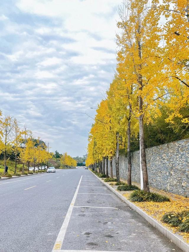 泸州银杏黄了！这些地方进入最佳观赏期