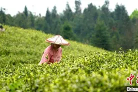 贵州沿河：“白叶一号”茶叶让荒山变“金山”图片
