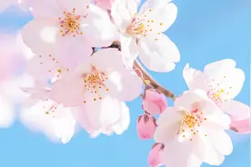 美就在身边‖金水这6个地方，简直是“春游天花板”！图片