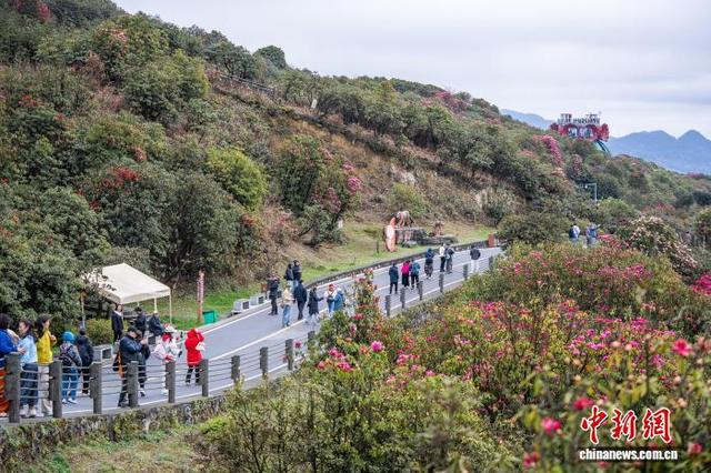 贵州毕节百里杜鹃：徒步爱好者穿行“地球彩带”