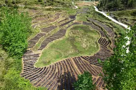 贵州沿河：5000亩辣椒移栽在即图片