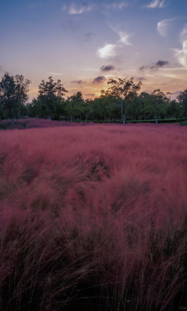 上海竟然藏了一片长满粉黛与芦苇的免费小众仙境！还有水杉渐红→