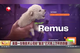 美国一生物技术公司称“复活”已灭绝上万年的恐狼视频封面